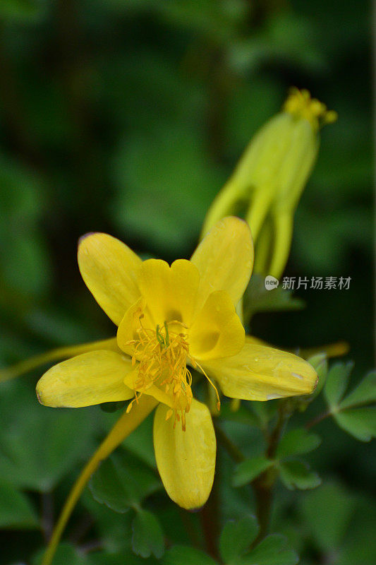 水仙花/耧斗菜花